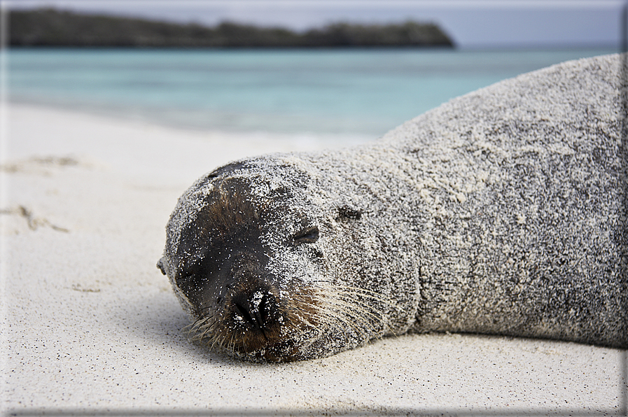 foto Flora e la fauna della Isole Galapagos